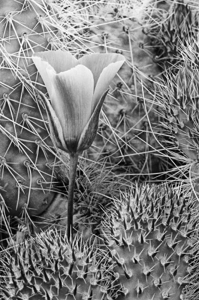 CA, Death Valley NP Mariposa tulip amid cacti